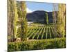 Felton Road Vineyard, Bannockburn, South Island, New Zealand-David Wall-Mounted Photographic Print