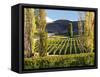 Felton Road Vineyard, Bannockburn, South Island, New Zealand-David Wall-Framed Stretched Canvas