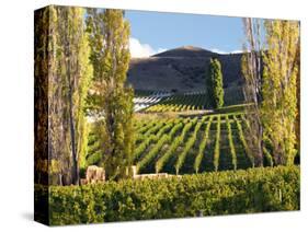 Felton Road Vineyard, Bannockburn, South Island, New Zealand-David Wall-Stretched Canvas