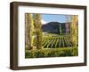 Felton Road Vineyard, Bannockburn, South Island, New Zealand-David Wall-Framed Photographic Print