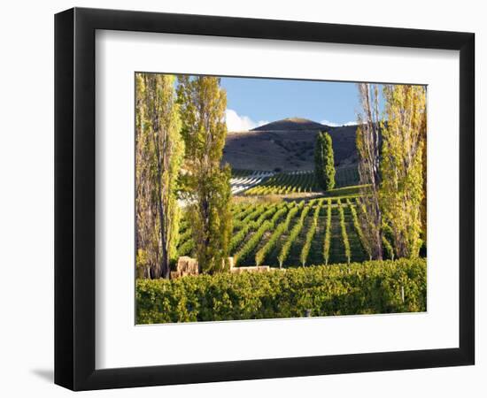 Felton Road Vineyard, Bannockburn, South Island, New Zealand-David Wall-Framed Photographic Print