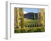 Felton Road Vineyard, Bannockburn, South Island, New Zealand-David Wall-Framed Photographic Print