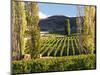 Felton Road Vineyard, Bannockburn, South Island, New Zealand-David Wall-Mounted Photographic Print