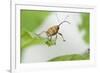 Female Acorn Weevil (Curculio Glandium) Niedersachsische Elbtalaue Biosphere Reserve-Solvin Zankl-Framed Photographic Print