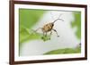 Female Acorn Weevil (Curculio Glandium) Niedersachsische Elbtalaue Biosphere Reserve-Solvin Zankl-Framed Photographic Print