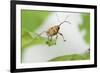 Female Acorn Weevil (Curculio Glandium) Niedersachsische Elbtalaue Biosphere Reserve-Solvin Zankl-Framed Photographic Print