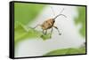 Female Acorn Weevil (Curculio Glandium) Niedersachsische Elbtalaue Biosphere Reserve-Solvin Zankl-Framed Stretched Canvas