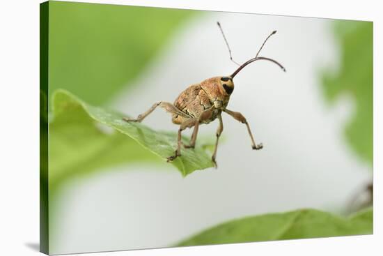 Female Acorn Weevil (Curculio Glandium) Niedersachsische Elbtalaue Biosphere Reserve-Solvin Zankl-Stretched Canvas