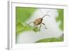 Female Acorn Weevil (Curculio Glandium) Niedersachsische Elbtalaue Biosphere Reserve-Solvin Zankl-Framed Photographic Print