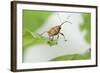 Female Acorn Weevil (Curculio Glandium) Niedersachsische Elbtalaue Biosphere Reserve-Solvin Zankl-Framed Photographic Print