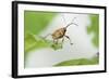 Female Acorn Weevil (Curculio Glandium) Niedersachsische Elbtalaue Biosphere Reserve-Solvin Zankl-Framed Photographic Print