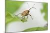 Female Acorn Weevil (Curculio Glandium) Niedersachsische Elbtalaue Biosphere Reserve-Solvin Zankl-Mounted Photographic Print