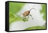 Female Acorn Weevil (Curculio Glandium) Niedersachsische Elbtalaue Biosphere Reserve-Solvin Zankl-Framed Stretched Canvas