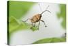Female Acorn Weevil (Curculio Glandium) Niedersachsische Elbtalaue Biosphere Reserve-Solvin Zankl-Stretched Canvas