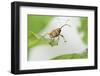Female Acorn Weevil (Curculio Glandium) Niedersachsische Elbtalaue Biosphere Reserve-Solvin Zankl-Framed Photographic Print