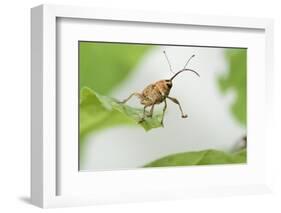 Female Acorn Weevil (Curculio Glandium) Niedersachsische Elbtalaue Biosphere Reserve-Solvin Zankl-Framed Photographic Print