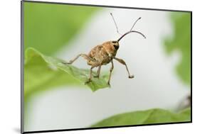 Female Acorn Weevil (Curculio Glandium) Niedersachsische Elbtalaue Biosphere Reserve-Solvin Zankl-Mounted Photographic Print