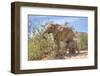 Female African Desert Elephant with Juvenile in Hoanib River Area, Namibia-Checco-Framed Photographic Print