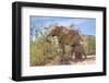 Female African Desert Elephant with Juvenile in Hoanib River Area, Namibia-Checco-Framed Photographic Print