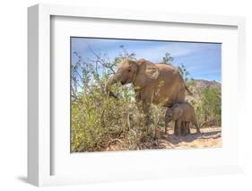 Female African Desert Elephant with Juvenile in Hoanib River Area, Namibia-Checco-Framed Photographic Print