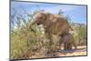 Female African Desert Elephant with Juvenile in Hoanib River Area, Namibia-Checco-Mounted Photographic Print