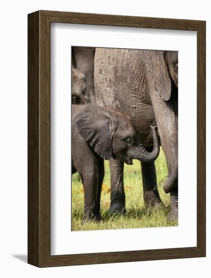 Female African Elephant with her Calf, Timbavati Private Nature Reserve, Kruger National Park-Ben Pipe-Framed Photographic Print