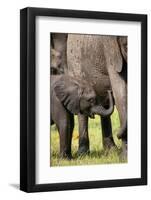 Female African Elephant with her Calf, Timbavati Private Nature Reserve, Kruger National Park-Ben Pipe-Framed Photographic Print