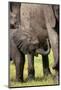 Female African Elephant with her Calf, Timbavati Private Nature Reserve, Kruger National Park-Ben Pipe-Mounted Photographic Print