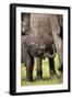 Female African Elephant with her Calf, Timbavati Private Nature Reserve, Kruger National Park-Ben Pipe-Framed Photographic Print