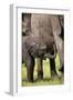 Female African Elephant with her Calf, Timbavati Private Nature Reserve, Kruger National Park-Ben Pipe-Framed Photographic Print