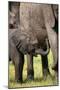 Female African Elephant with her Calf, Timbavati Private Nature Reserve, Kruger National Park-Ben Pipe-Mounted Photographic Print