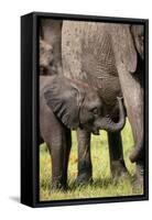 Female African Elephant with her Calf, Timbavati Private Nature Reserve, Kruger National Park-Ben Pipe-Framed Stretched Canvas