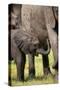 Female African Elephant with her Calf, Timbavati Private Nature Reserve, Kruger National Park-Ben Pipe-Stretched Canvas