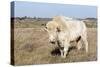Female Albino Buffalo, White Cloud, Jamestown, North Dakota, USA-Chuck Haney-Stretched Canvas