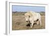 Female Albino Buffalo, White Cloud, Jamestown, North Dakota, USA-Chuck Haney-Framed Photographic Print