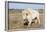 Female Albino Buffalo, White Cloud, Jamestown, North Dakota, USA-Chuck Haney-Framed Photographic Print