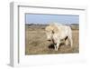 Female Albino Buffalo, White Cloud, Jamestown, North Dakota, USA-Chuck Haney-Framed Photographic Print