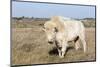 Female Albino Buffalo, White Cloud, Jamestown, North Dakota, USA-Chuck Haney-Mounted Photographic Print