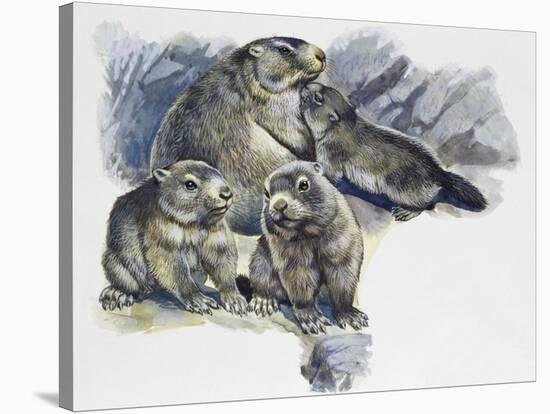 Female Alpine Marmot (Marmota Marmota) with Her Pups, Sciuridae-null-Stretched Canvas