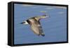 Female American Wigeon Duck in Flight-Hal Beral-Framed Stretched Canvas