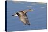 Female American Wigeon Duck in Flight-Hal Beral-Stretched Canvas