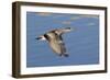 Female American Wigeon Duck in Flight-Hal Beral-Framed Photographic Print