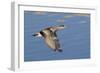 Female American Wigeon Duck in Flight-Hal Beral-Framed Photographic Print