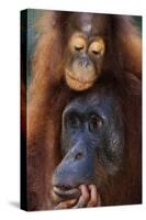 Female and Baby Orangutan in Borneo-W^ Perry Conway-Stretched Canvas