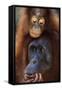 Female and Baby Orangutan in Borneo-W^ Perry Conway-Framed Stretched Canvas