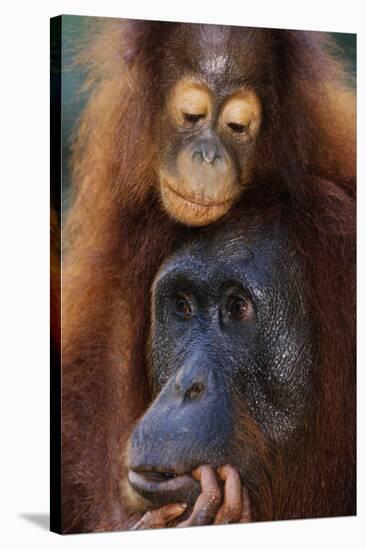 Female and Baby Orangutan in Borneo-W^ Perry Conway-Stretched Canvas