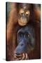 Female and Baby Orangutan in Borneo-W^ Perry Conway-Stretched Canvas