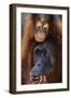 Female and Baby Orangutan in Borneo-W^ Perry Conway-Framed Premium Photographic Print
