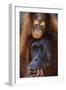 Female and Baby Orangutan in Borneo-W^ Perry Conway-Framed Premium Photographic Print