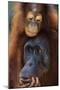 Female and Baby Orangutan in Borneo-W^ Perry Conway-Mounted Premium Photographic Print